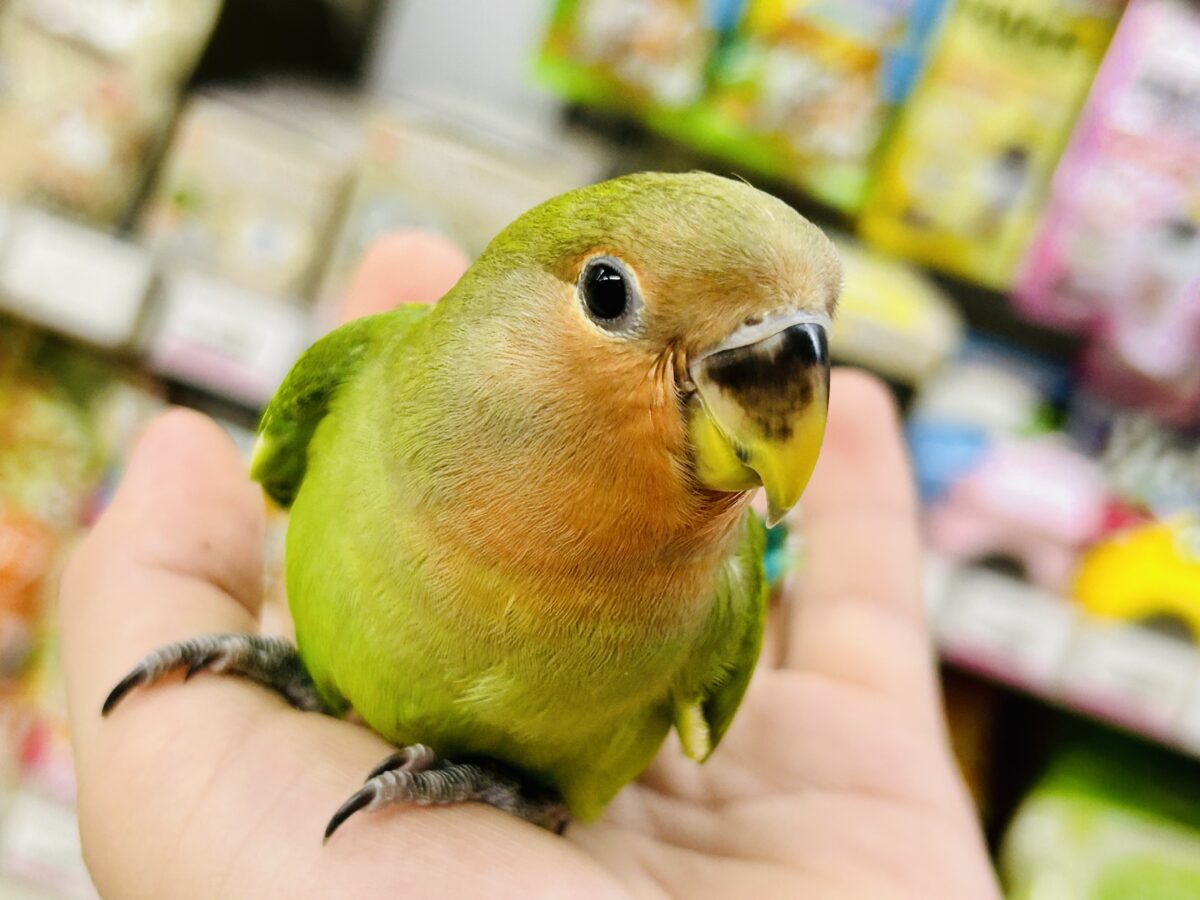 ✨最新画像✨和〜い✩.*˚溶けない抹茶氷🧊コザクラインコ(ノーマル/2026年7月生まれ) コザクラインコ(小桜インコ)