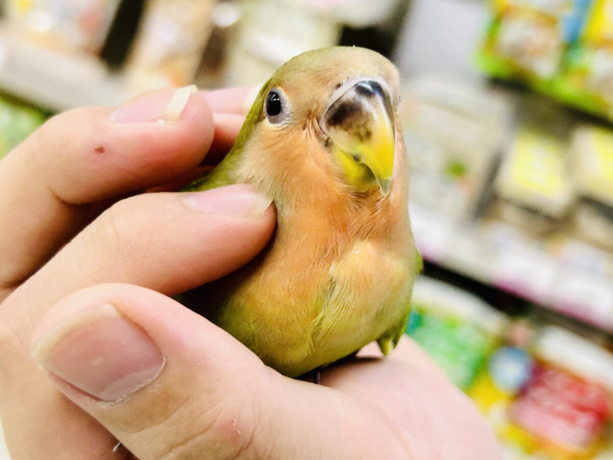 ✨最新画像✨和〜い✩.*˚溶けない抹茶氷🧊コザクラインコ(ノーマル/2026年7月生まれ) コザクラインコ(小桜インコ)