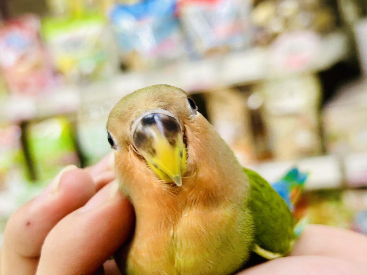 ✨最新画像✨和〜い✩.*˚溶けない抹茶氷🧊コザクラインコ(ノーマル/2026年7月生まれ) コザクラインコ(小桜インコ)