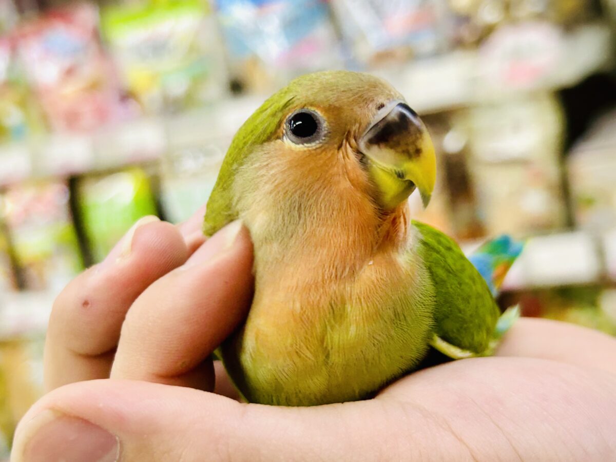 ✨最新画像✨和〜い✩.*˚溶けない抹茶氷🧊コザクラインコ(ノーマル/2026年7月生まれ) コザクラインコ(小桜インコ)