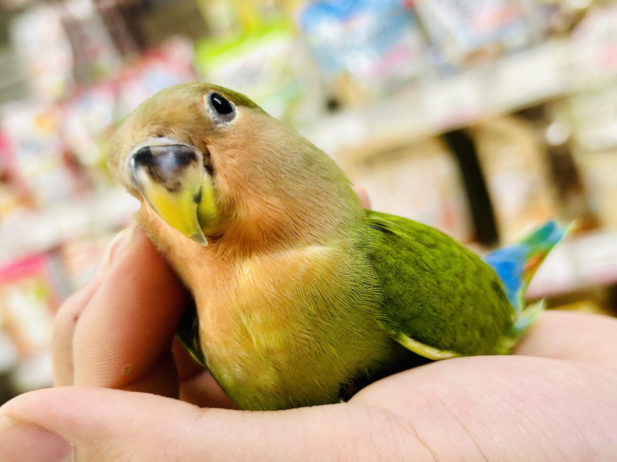 ✨最新画像✨和〜い✩.*˚溶けない抹茶氷🧊コザクラインコ(ノーマル/2026年7月生まれ) コザクラインコ(小桜インコ)