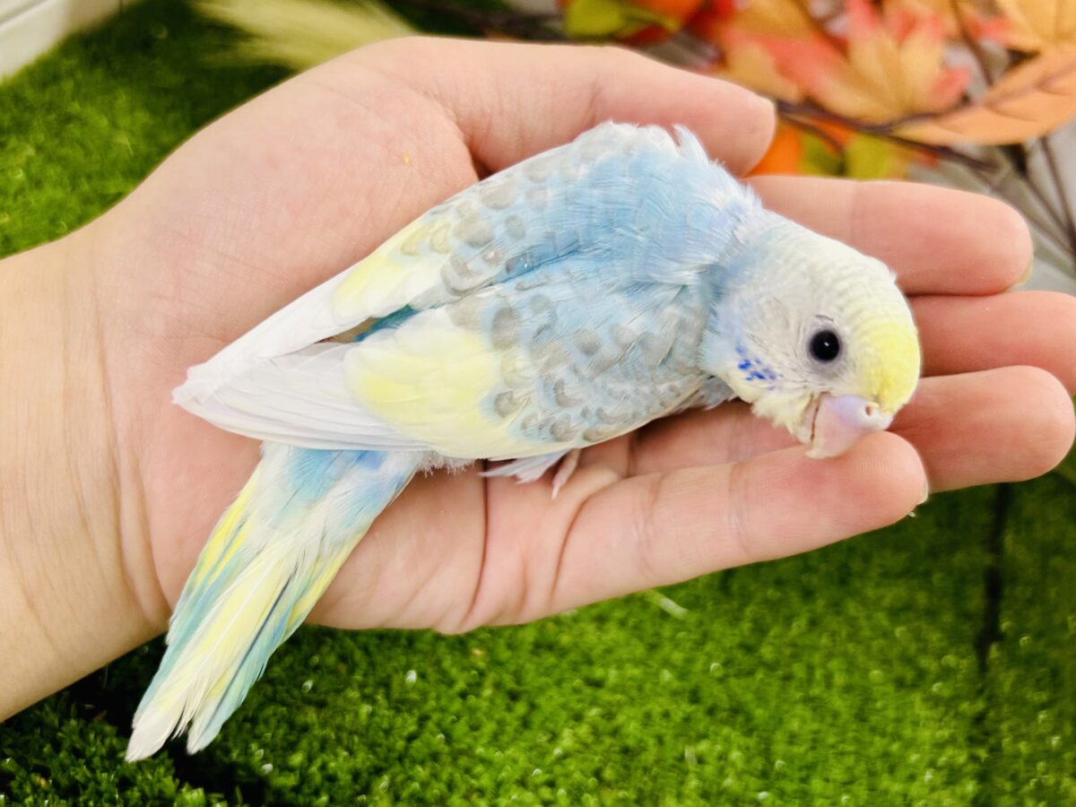 【最新画像更新☆☆】「ド派手にカラフルに」がモットーです! セキセイインコ セキセイインコ