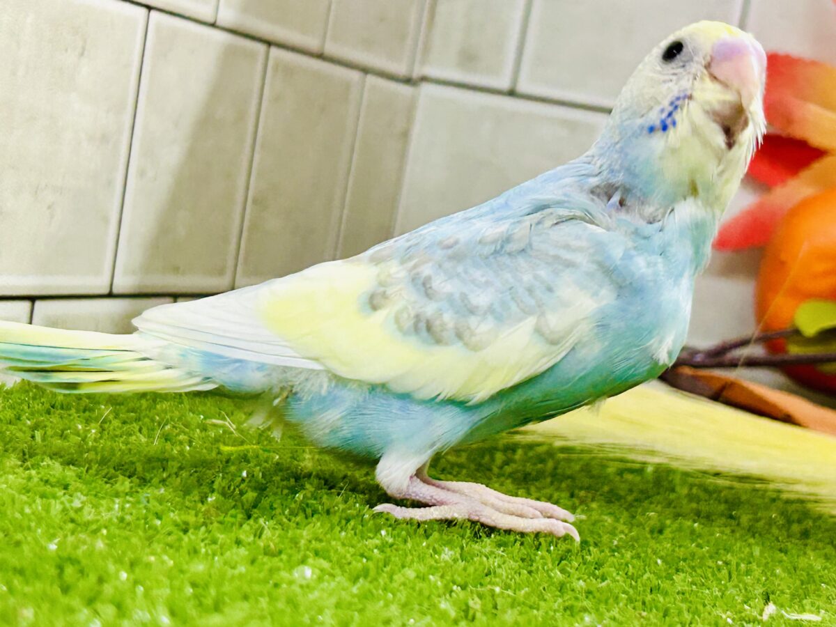 【最新画像更新☆☆】「ド派手にカラフルに」がモットーです! セキセイインコ セキセイインコ