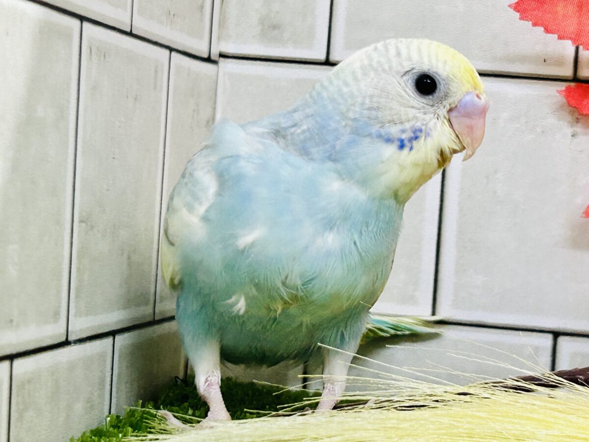 【最新画像更新☆☆】「ド派手にカラフルに」がモットーです! セキセイインコ セキセイインコ
