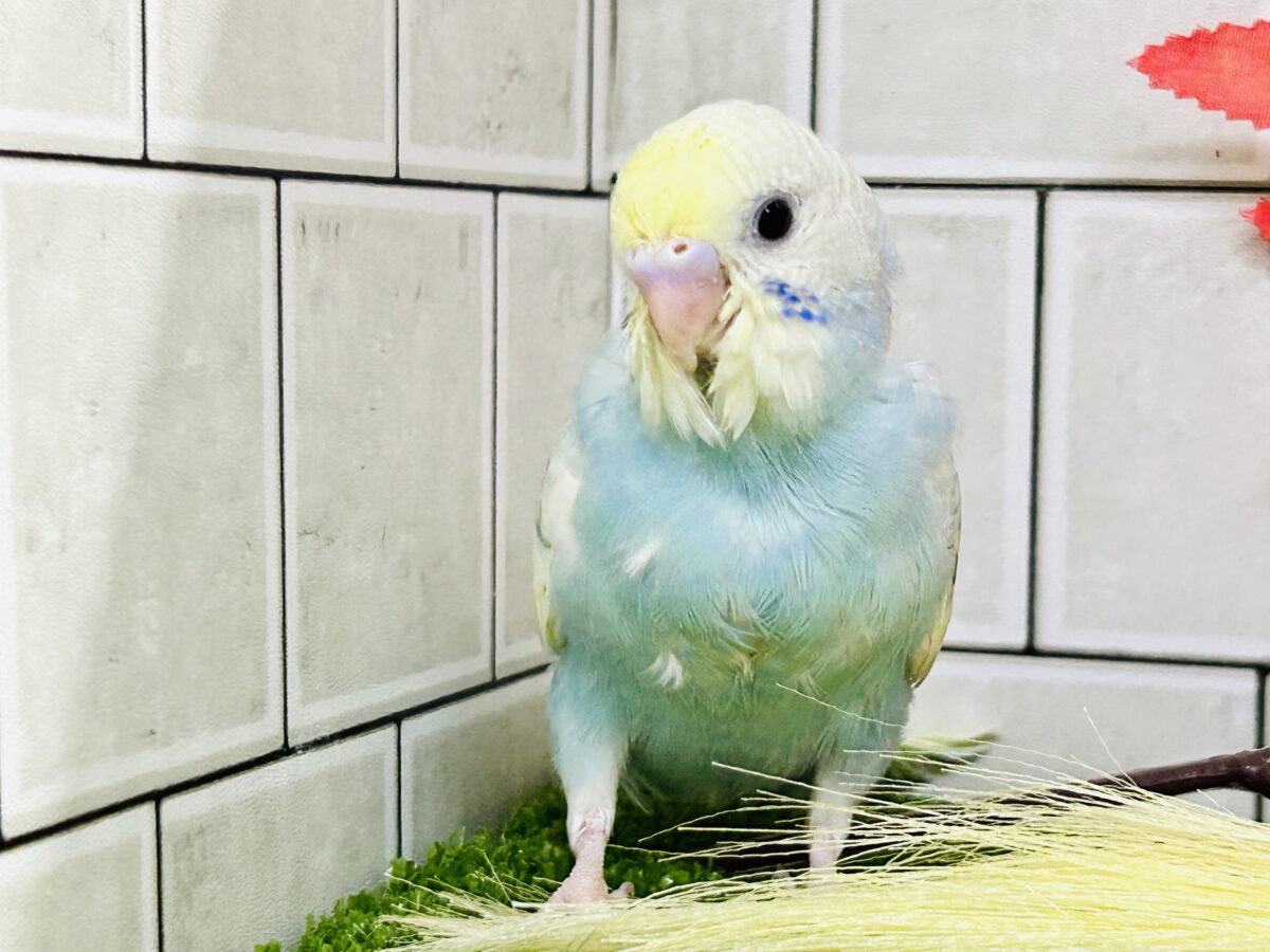 【最新画像更新☆☆】「ド派手にカラフルに」がモットーです! セキセイインコ セキセイインコ