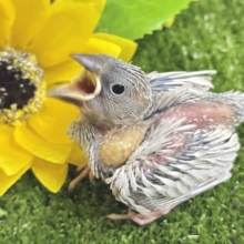 サシュッと滾るね❕白銀の剣⚔️⋆*シルバー文鳥(2026年8月生まれ)