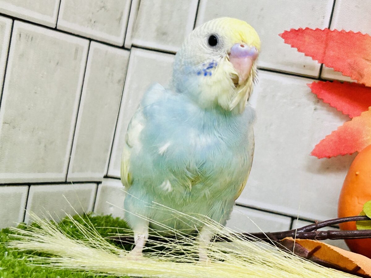 【最新画像更新☆☆】「ド派手にカラフルに」がモットーです! セキセイインコ セキセイインコ