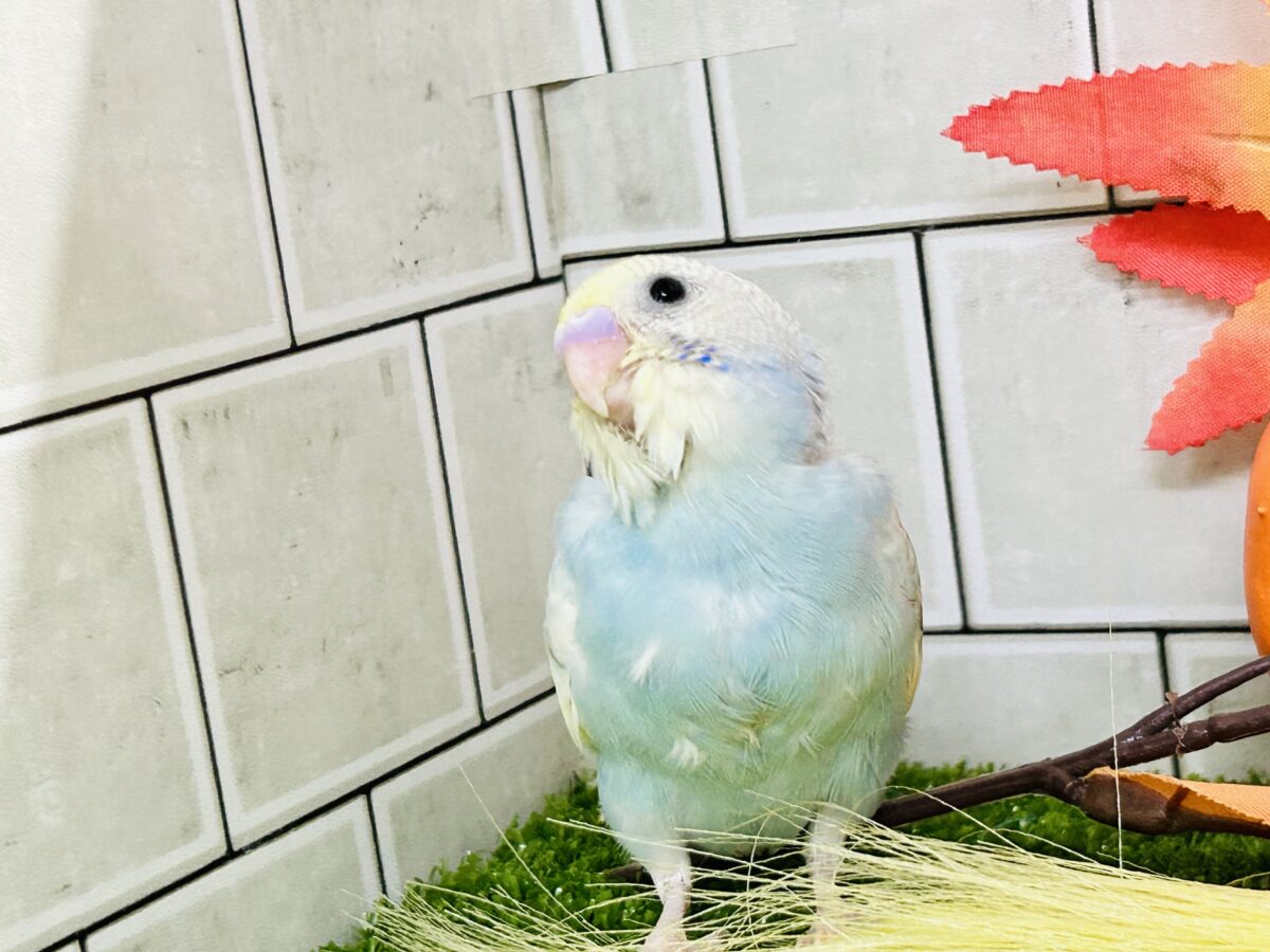 【最新画像更新☆☆】「ド派手にカラフルに」がモットーです! セキセイインコ セキセイインコ