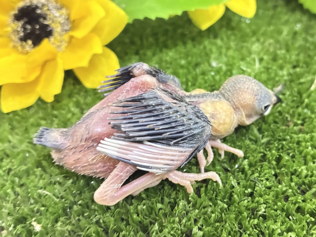 【最新画像更新☆☆】染めるぜ!漆黒リバーシ⚫️⚫️⚪️桜文鳥(2026年8月生まれ) 桜文鳥