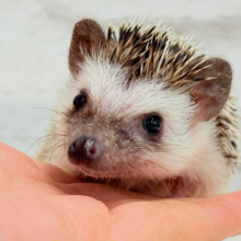 とっとこ歩きが可愛い子🦔🍃ハリネズミ(ノーマル) 男の子
