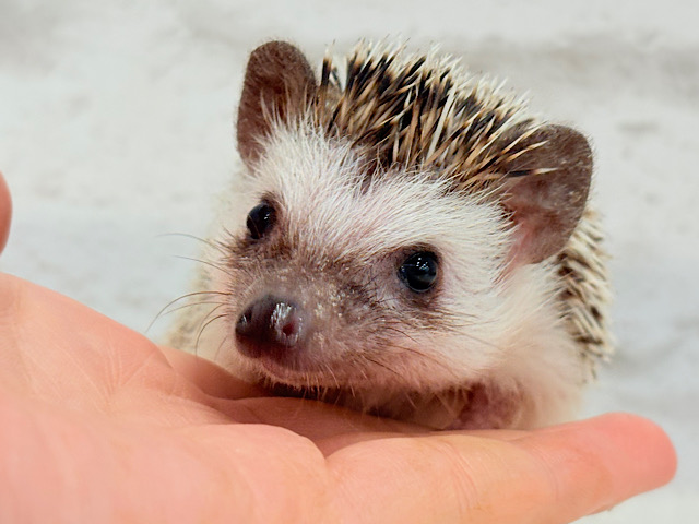 とっとこ歩きが可愛い子🦔🍃ハリネズミ(ノーマル) 男の子