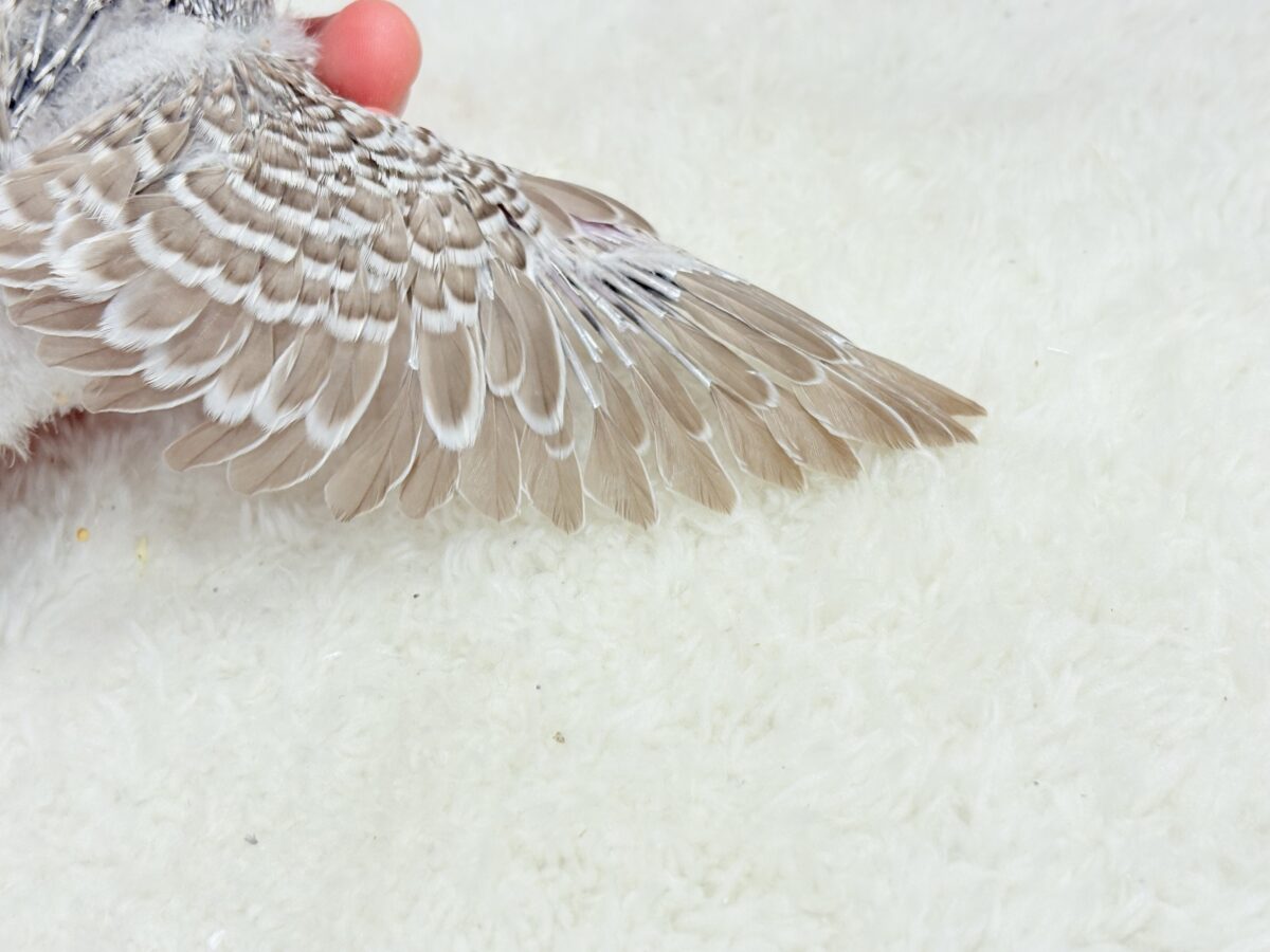 【最新画像更新🪄】久々!どすこいっ🐣★ジャンボセキセイインコ(シナモンオパーリン) ヒナ ジャンボセキセイインコ