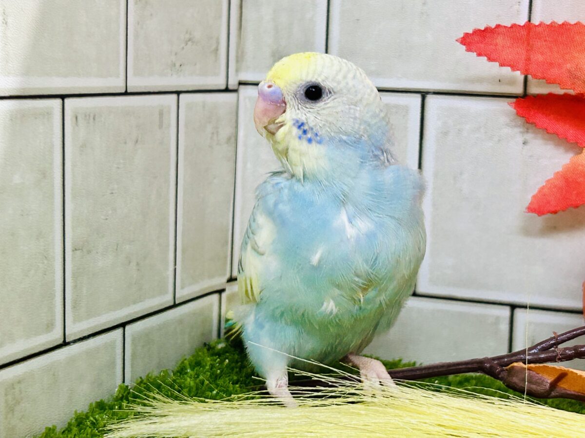 【最新画像更新☆☆】「ド派手にカラフルに」がモットーです! セキセイインコ セキセイインコ