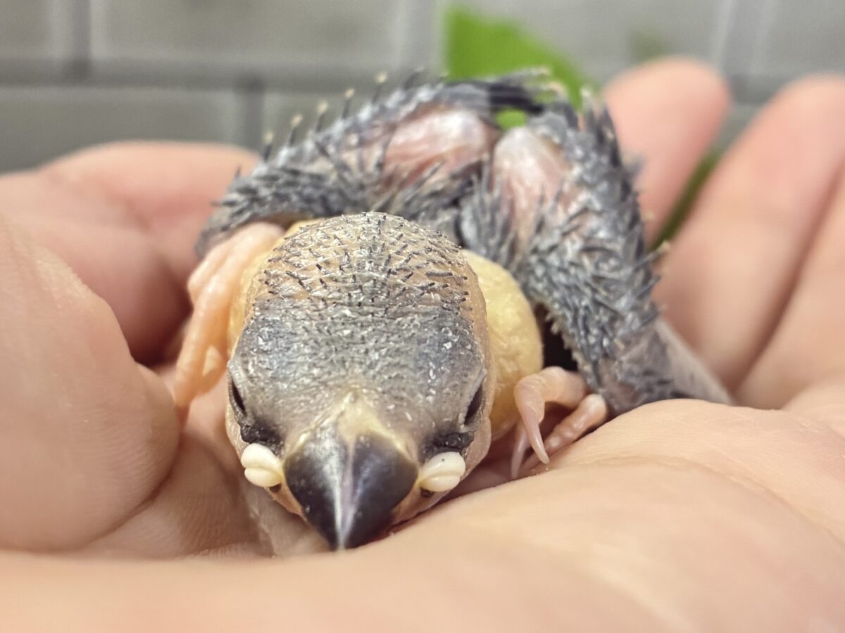 【最新画像更新☆☆】染めるぜ!漆黒リバーシ⚫️⚫️⚪️桜文鳥(2026年8月生まれ) 桜文鳥