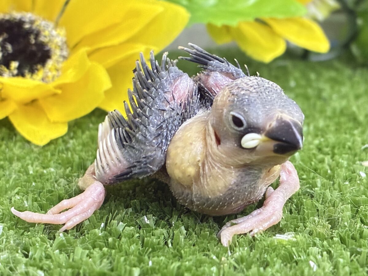 【最新画像更新☆☆】染めるぜ!漆黒リバーシ⚫️⚫️⚪️桜文鳥(2026年8月生まれ) 桜文鳥