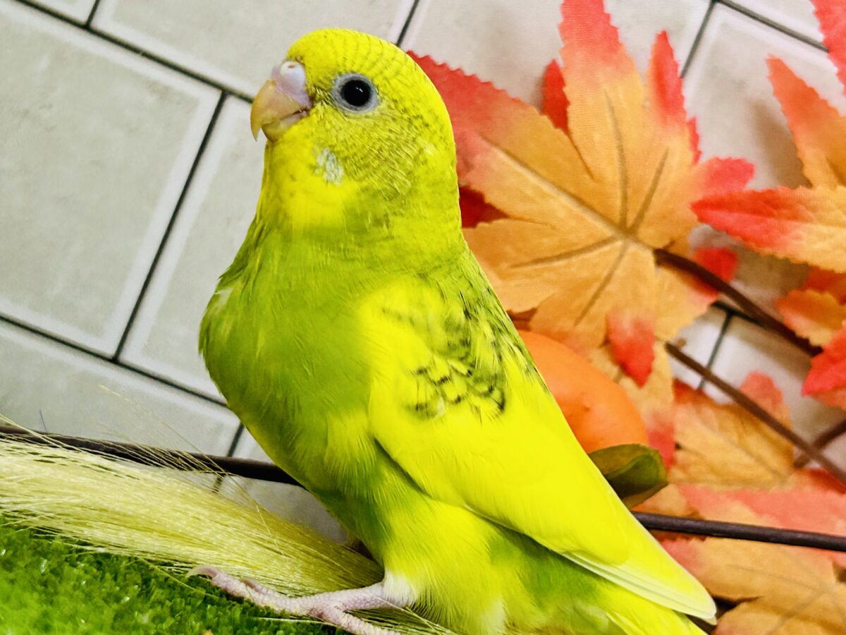 セキセイインコ