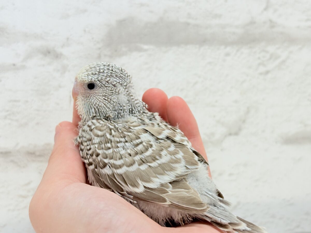 【最新画像更新🪄】久々!どすこいっ🐣★ジャンボセキセイインコ(シナモンオパーリン) ヒナ ジャンボセキセイインコ