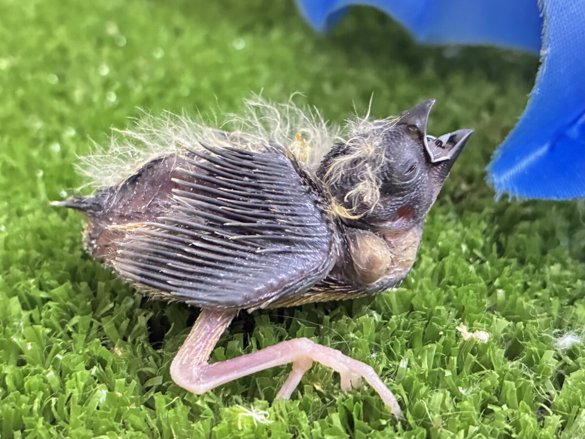 ミクロ隊❕こりゃぁ〜ひとくち🤭💖錦花鳥(ノーマル/2026年8月生まれ) 錦花鳥(キンカチョウ)