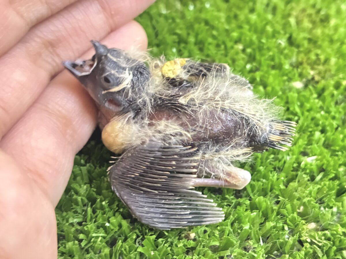 ミクロ隊❕こりゃぁ〜ひとくち🤭💖錦花鳥(ノーマル/2026年8月生まれ) 錦花鳥(キンカチョウ)