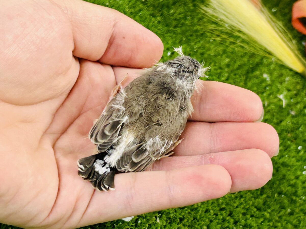 実は密かな人気者?? キンカチョウ 錦花鳥(キンカチョウ)