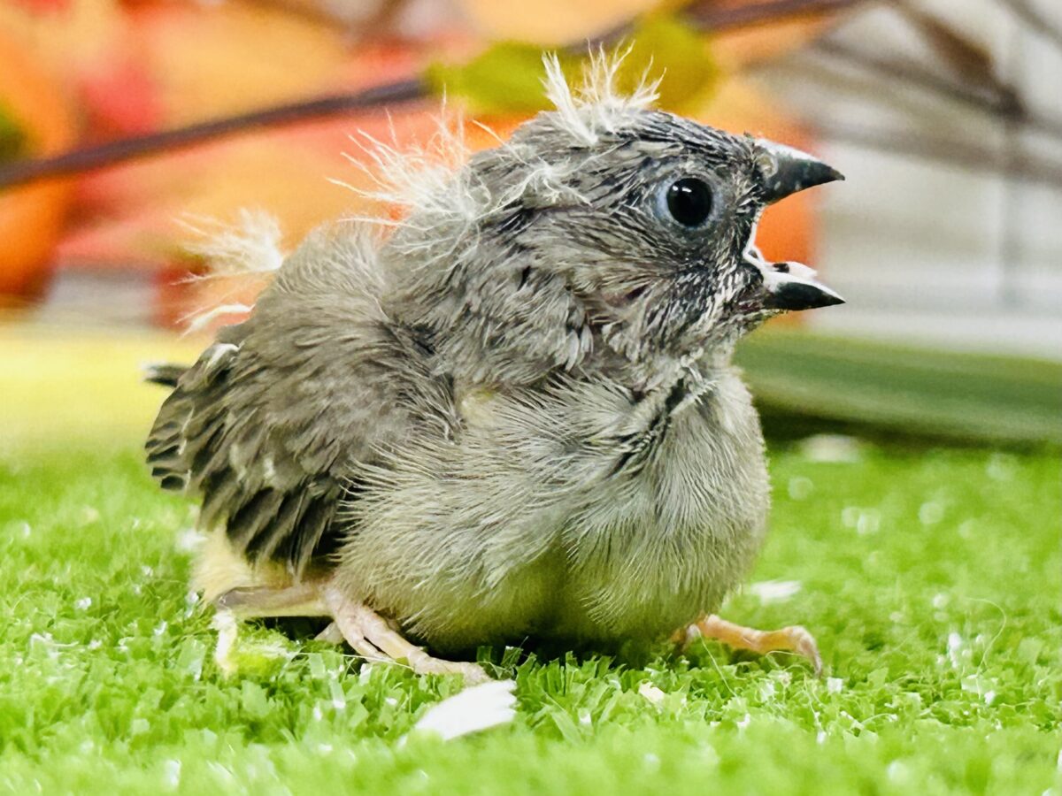 実は密かな人気者?? キンカチョウ 錦花鳥(キンカチョウ)