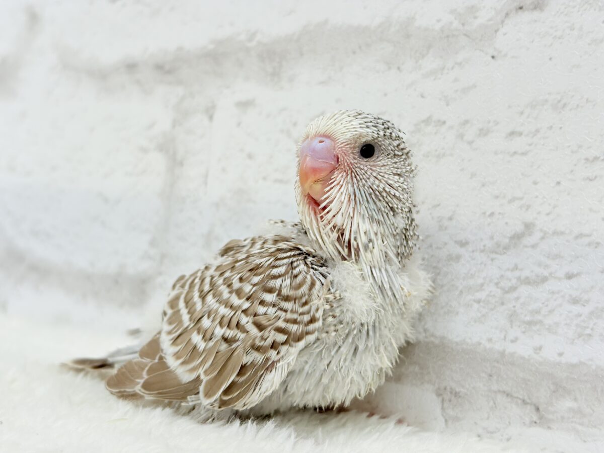 【最新画像更新🪄】久々!どすこいっ🐣★ジャンボセキセイインコ(シナモンオパーリン) ヒナ ジャンボセキセイインコ