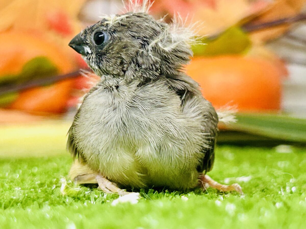 実は密かな人気者?? キンカチョウ 錦花鳥(キンカチョウ)