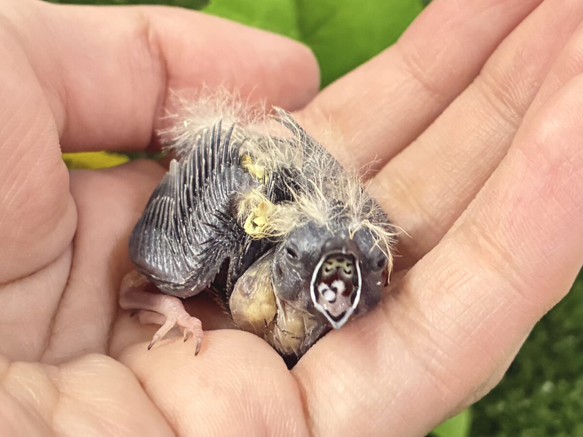 ミクロ隊❕こりゃぁ〜ひとくち🤭💖錦花鳥(ノーマル/2026年8月生まれ) 錦花鳥(キンカチョウ)