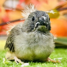 実は密かな人気者？？　キンカチョウ