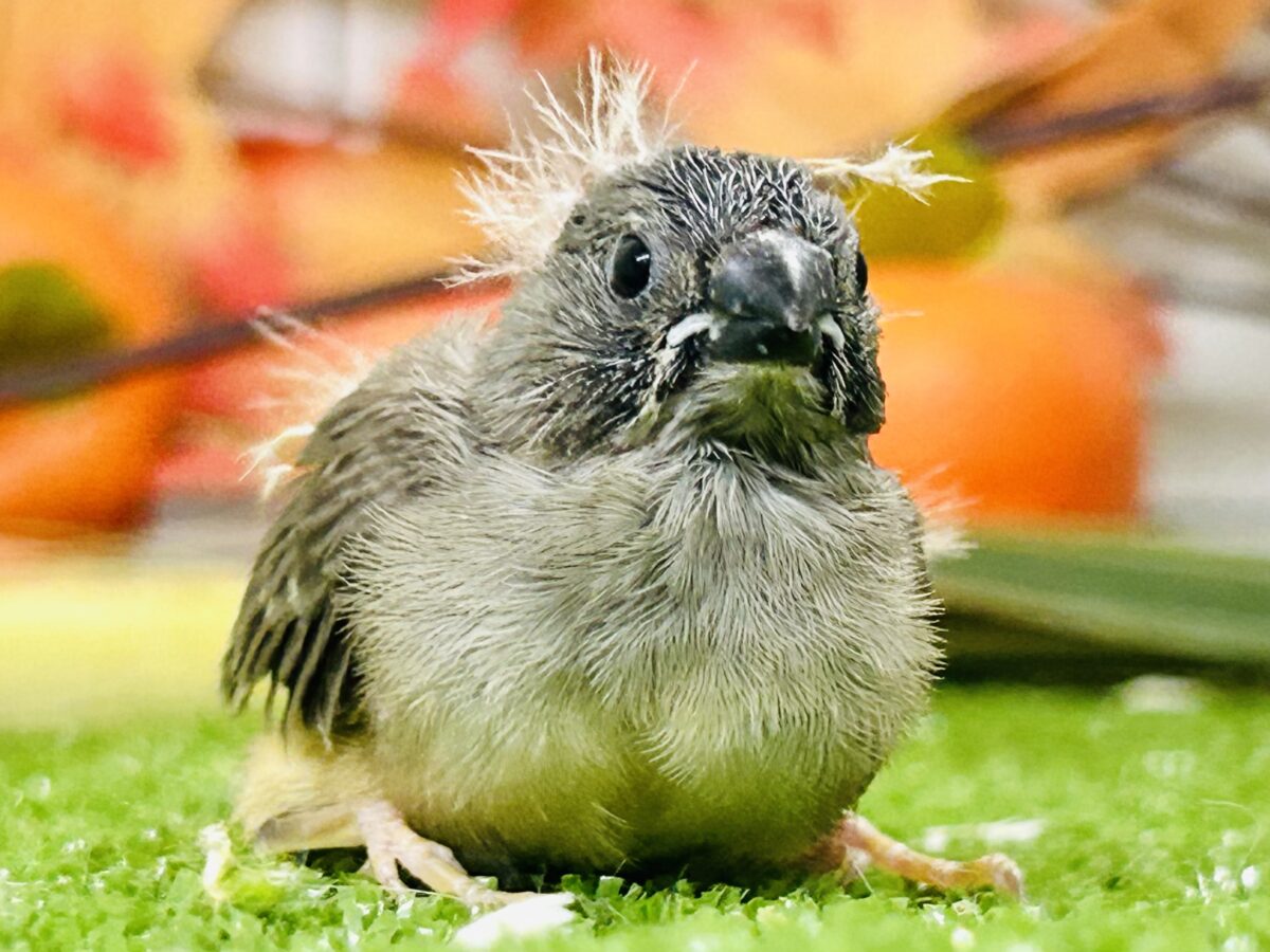 実は密かな人気者?? キンカチョウ 錦花鳥(キンカチョウ)