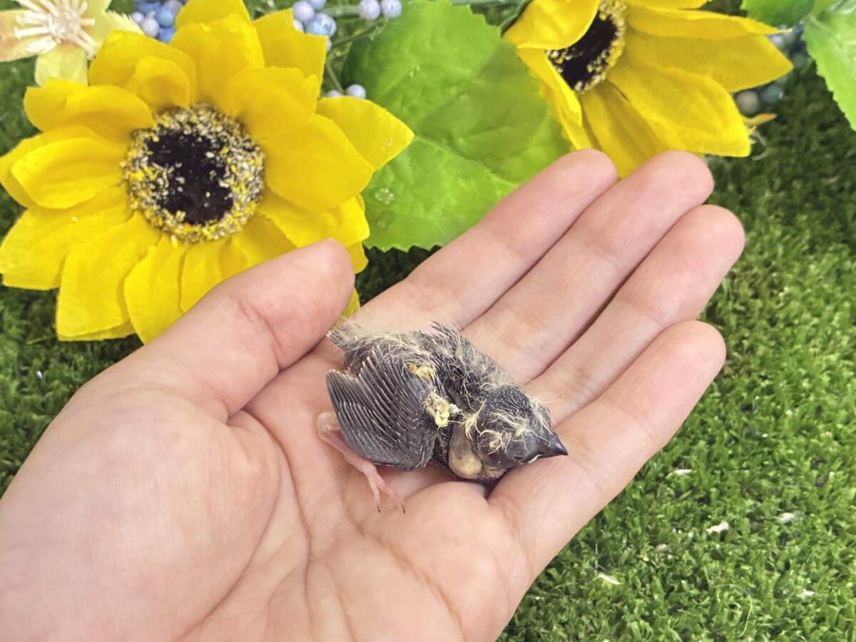 ミクロ隊❕こりゃぁ〜ひとくち🤭💖錦花鳥(ノーマル/2026年8月生まれ) 錦花鳥(キンカチョウ)