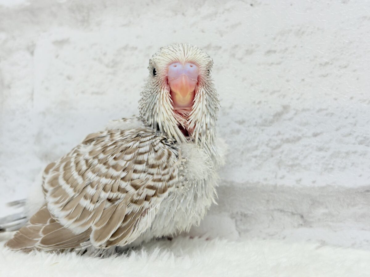 【最新画像更新🪄】久々!どすこいっ🐣★ジャンボセキセイインコ(シナモンオパーリン) ヒナ ジャンボセキセイインコ