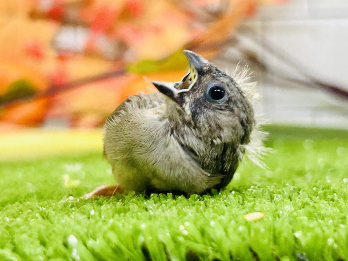実は密かな人気者?? キンカチョウ 錦花鳥(キンカチョウ)