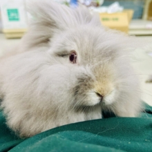 【最新画像更新☆☆】もっしゃもしゃのふっわふわ☁　アンゴラウサギ