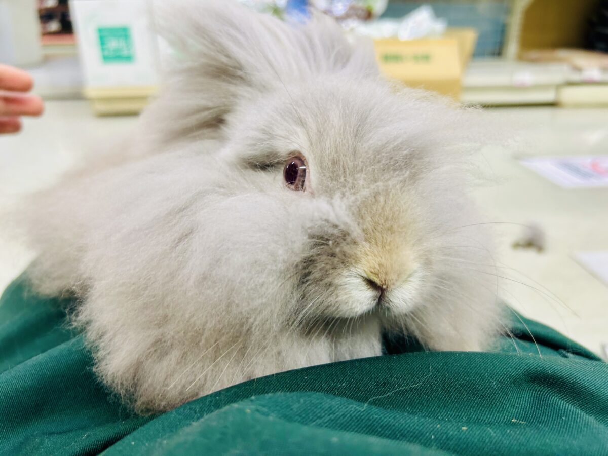【最新画像更新☆☆】もっしゃもしゃのふっわふわ☁ アンゴラウサギ アンゴララビット