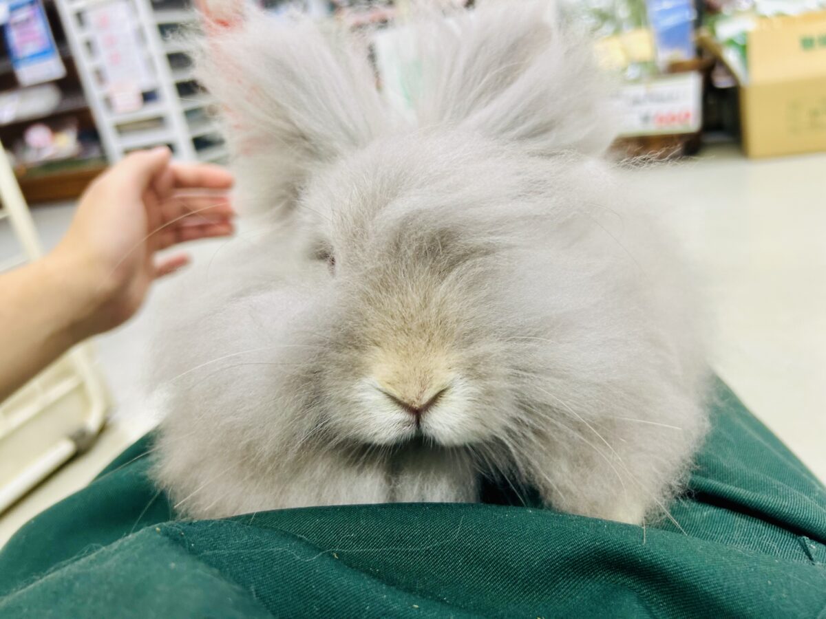 【最新画像更新☆☆】もっしゃもしゃのふっわふわ☁ アンゴラウサギ アンゴララビット