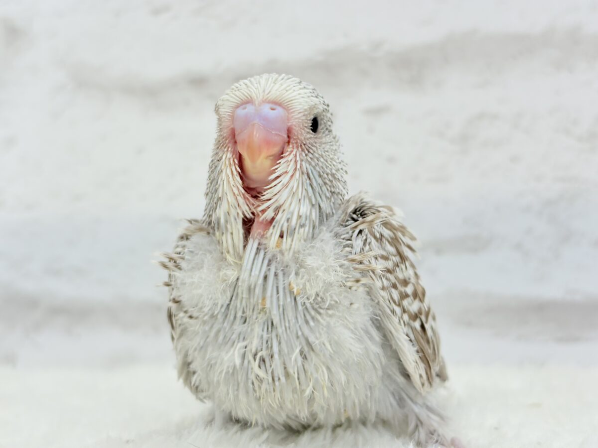 【最新画像更新🪄】久々!どすこいっ🐣★ジャンボセキセイインコ(シナモンオパーリン) ヒナ ジャンボセキセイインコ