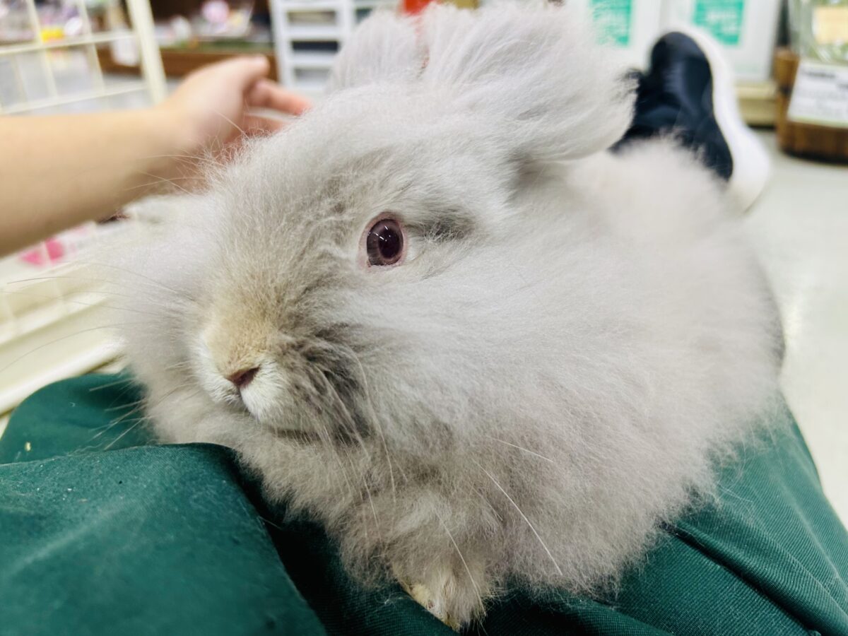 【最新画像更新☆☆】もっしゃもしゃのふっわふわ☁ アンゴラウサギ アンゴララビット
