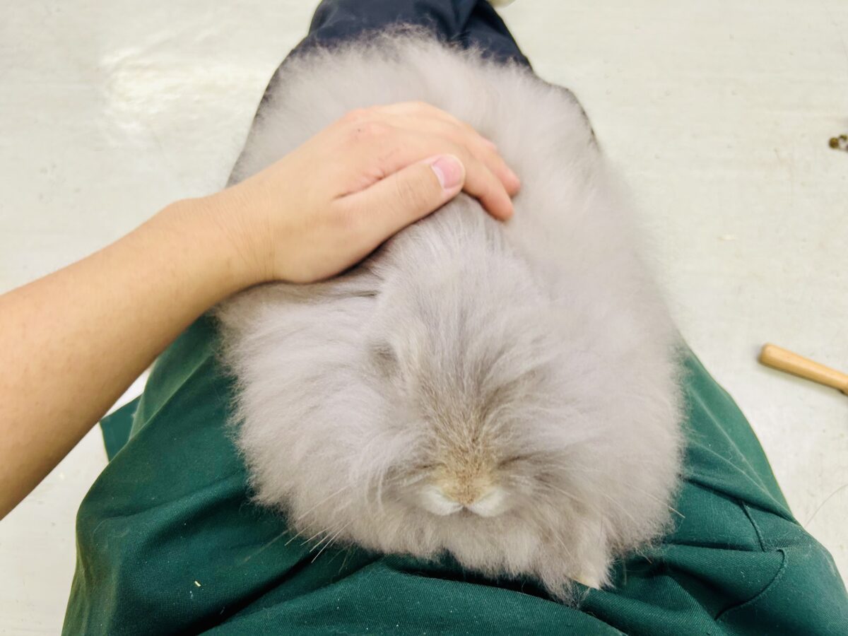 【最新画像更新☆☆】もっしゃもしゃのふっわふわ☁ アンゴラウサギ アンゴララビット