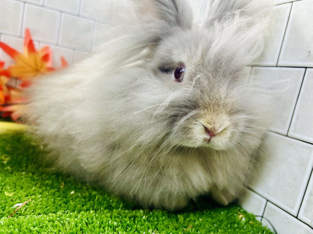 【最新画像更新☆☆】もっしゃもしゃのふっわふわ☁ アンゴラウサギ アンゴララビット