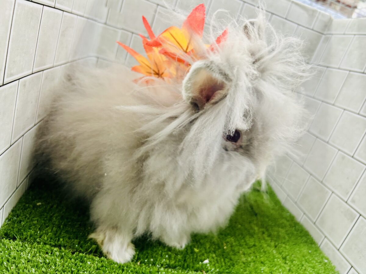 【最新画像更新☆☆】もっしゃもしゃのふっわふわ☁ アンゴラウサギ アンゴララビット