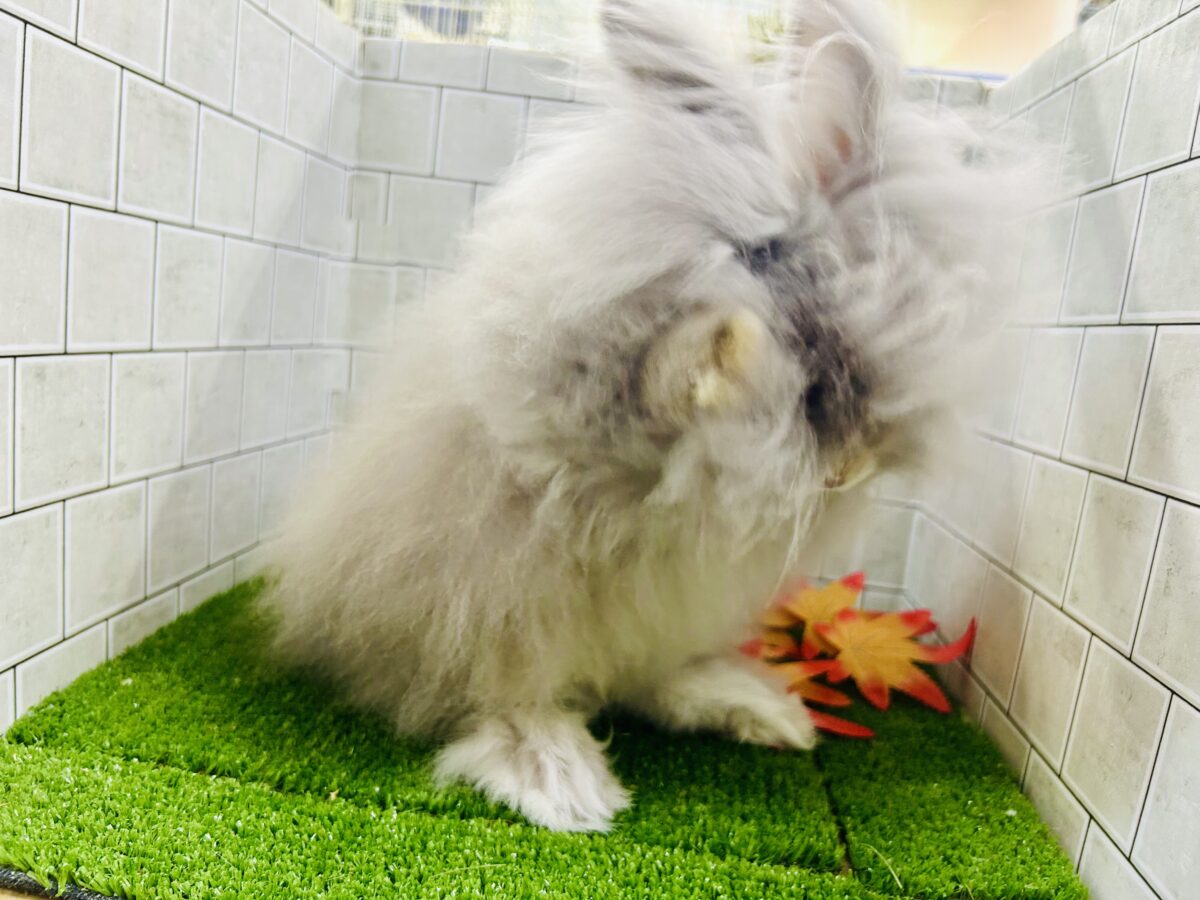 【最新画像更新☆☆】もっしゃもしゃのふっわふわ☁ アンゴラウサギ アンゴララビット