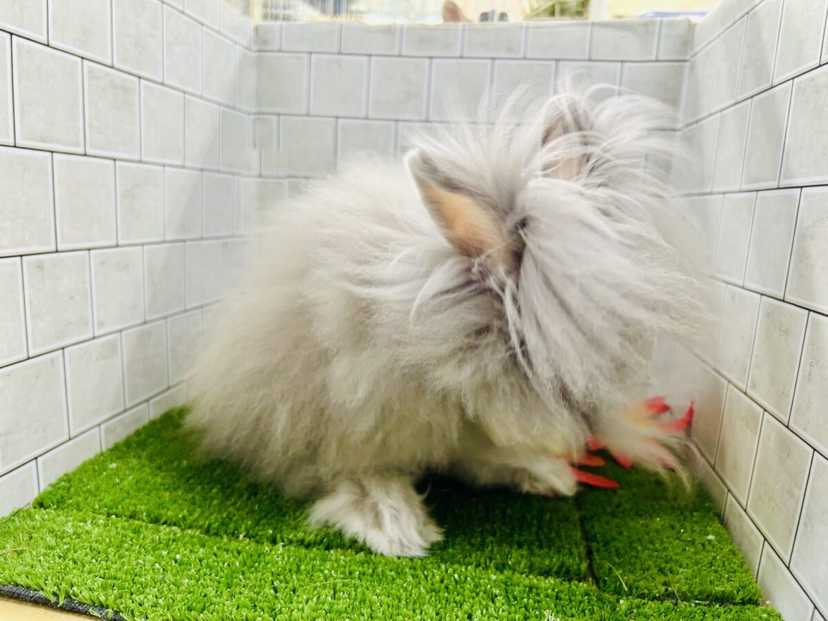 【最新画像更新☆☆】もっしゃもしゃのふっわふわ☁ アンゴラウサギ アンゴララビット