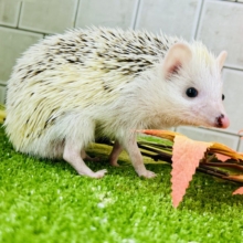 【最新画像更新☆☆】ツンツン栗ボディの甘えん坊さん(≧◇≦)　ハリネズミ