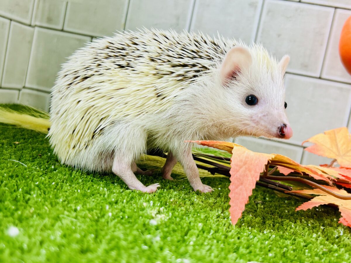 【最新画像更新☆☆】ツンツン栗ボディの甘えん坊さん(≧◇≦) ハリネズミ ハリネズミ(ヨツユビハリネズミ)