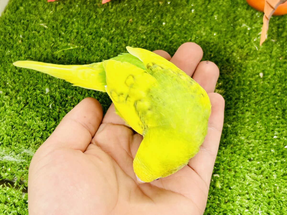 セキセイインコ