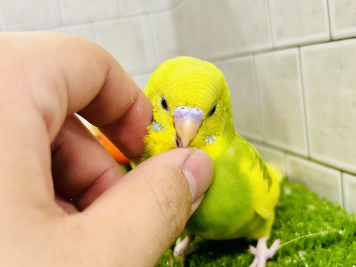 セキセイインコ