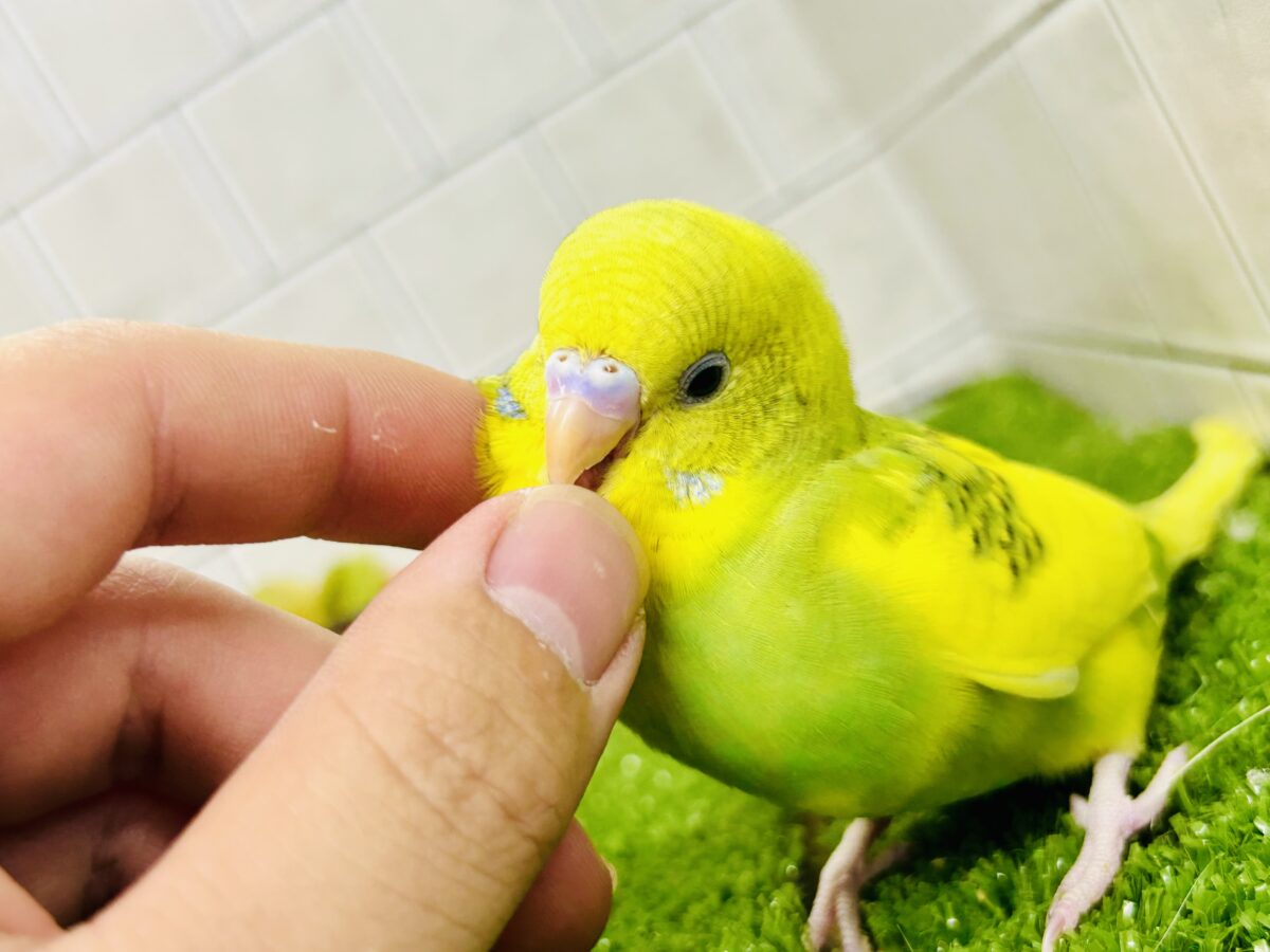 セキセイインコ