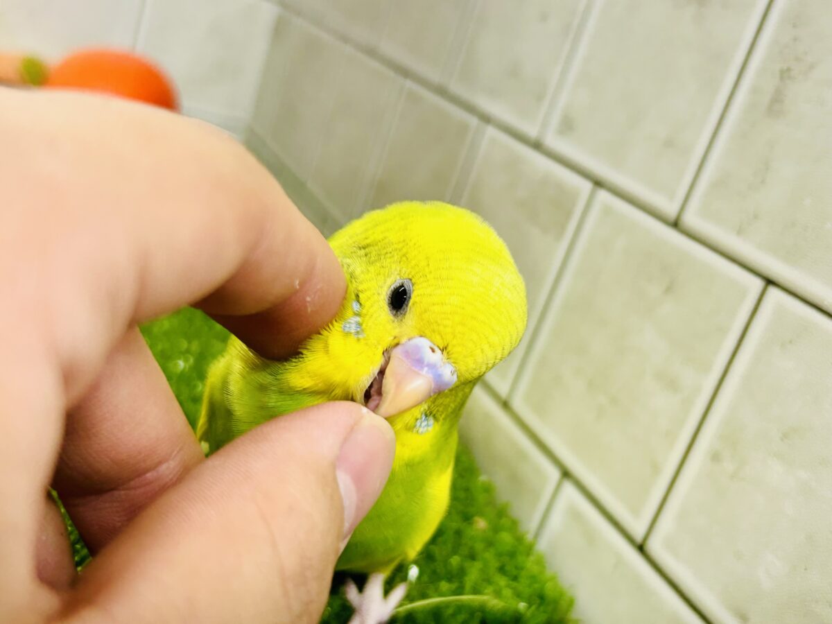 セキセイインコ