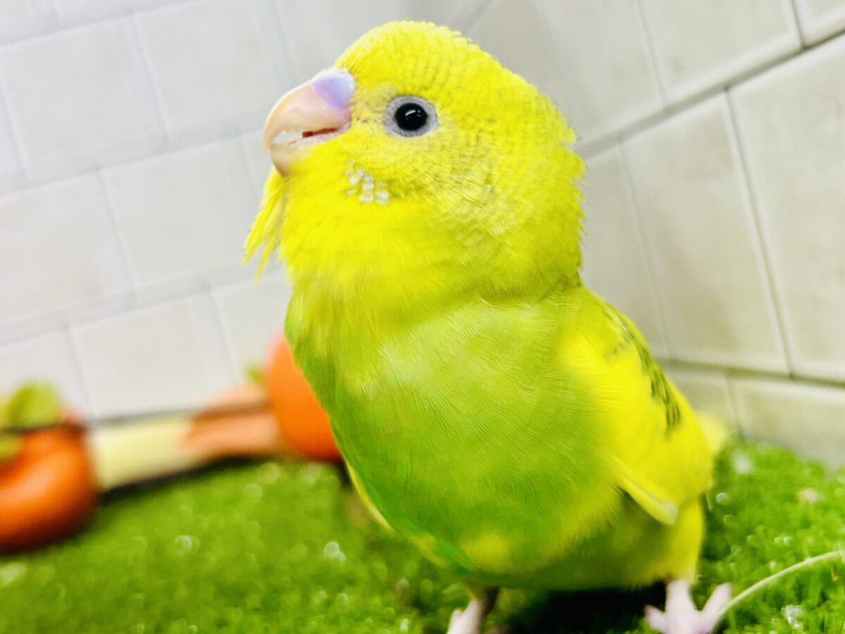 セキセイインコ